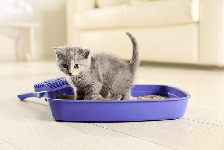 A cat in a litter box